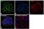 CTCF Antibody in Immunocytochemistry (ICC/IF)