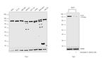 CTCF Antibody in Western Blot (WB)