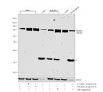 TNFAIP3 Antibody in Western Blot (WB)