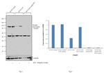 Phospho-beta Catenin (Ser552) Antibody in Western Blot (WB)