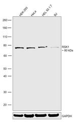 RSK1 Antibody in Western Blot (WB)