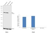 RSK1 Antibody in Western Blot (WB)