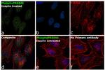 Phospho-PRAS40 (Thr246) Antibody in Immunocytochemistry (ICC/IF)