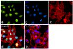 USP7 Antibody in Immunocytochemistry (ICC/IF)