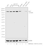 USP7 Antibody in Western Blot (WB)