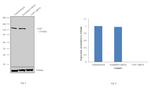 USP7 Antibody in Western Blot (WB)