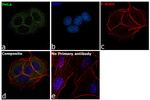 PRAS40 Antibody in Immunocytochemistry (ICC/IF)