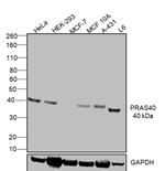 PRAS40 Antibody in Western Blot (WB)