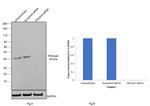 PRAS40 Antibody in Western Blot (WB)