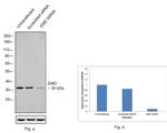 Emerin Antibody in Western Blot (WB)