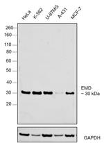 Emerin Antibody in Western Blot (WB)