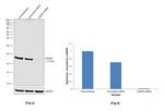 CENPA Antibody in Western Blot (WB)