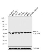 EEF1A1 Antibody in Western Blot (WB)