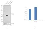 EEF1A1 Antibody in Western Blot (WB)