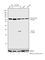 ATG12 Antibody in Western Blot (WB)