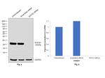 SOCS2 Antibody in Western Blot (WB)