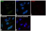 PBX1 Antibody in Immunocytochemistry (ICC/IF)