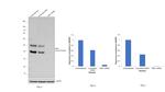 PBX1 Antibody in Western Blot (WB)