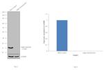 alpha Synuclein Antibody in Western Blot (WB)