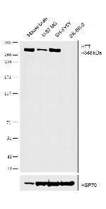 Huntingtin Antibody