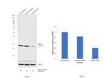 FABP4 Antibody in Western Blot (WB)