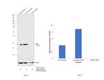 FABP4 Antibody in Western Blot (WB)