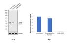 JunB Antibody in Western Blot (WB)