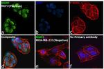 MGMT Antibody in Immunocytochemistry (ICC/IF)