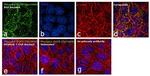 Phospho-EGFR (Tyr1086) Antibody