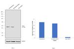 Arp3 Antibody in Western Blot (WB)