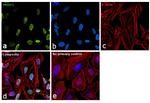 PRMT1 Antibody in Immunocytochemistry (ICC/IF)