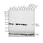 PRMT1 Antibody in Western Blot (WB)