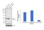 PRMT1 Antibody in Western Blot (WB)