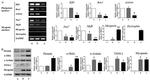 alpha Actinin 1 Antibody in Western Blot (WB)