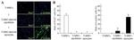 alpha Actinin 1 Antibody in Immunocytochemistry (ICC/IF)