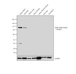 GluR2/GluR3/GluR4 Antibody