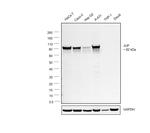 gamma Catenin Antibody