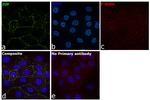 gamma Catenin Antibody in Immunocytochemistry (ICC/IF)