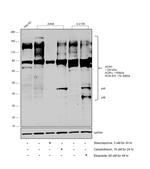 Acinus Antibody