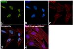 Acinus Antibody in Immunocytochemistry (ICC/IF)