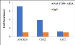 AP2 alpha Antibody in ChIP Assay (ChIP)