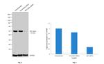 AP2 alpha Antibody