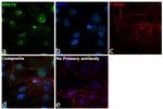 RPA70 Antibody in Immunocytochemistry (ICC/IF)