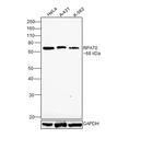 RPA70 Antibody in Western Blot (WB)