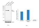 RPA70 Antibody in Western Blot (WB)