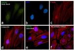 HSP40 Antibody in Immunocytochemistry (ICC/IF)