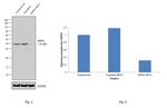 HSP40 Antibody