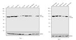 Cullin 3 Antibody in Western Blot (WB)