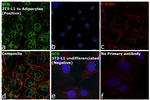 SCD Antibody