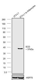 SCD Antibody in Western Blot (WB)